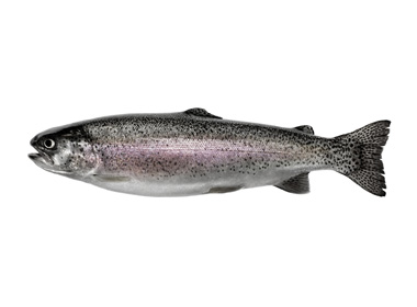 forel
