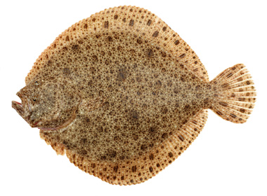 tarbot