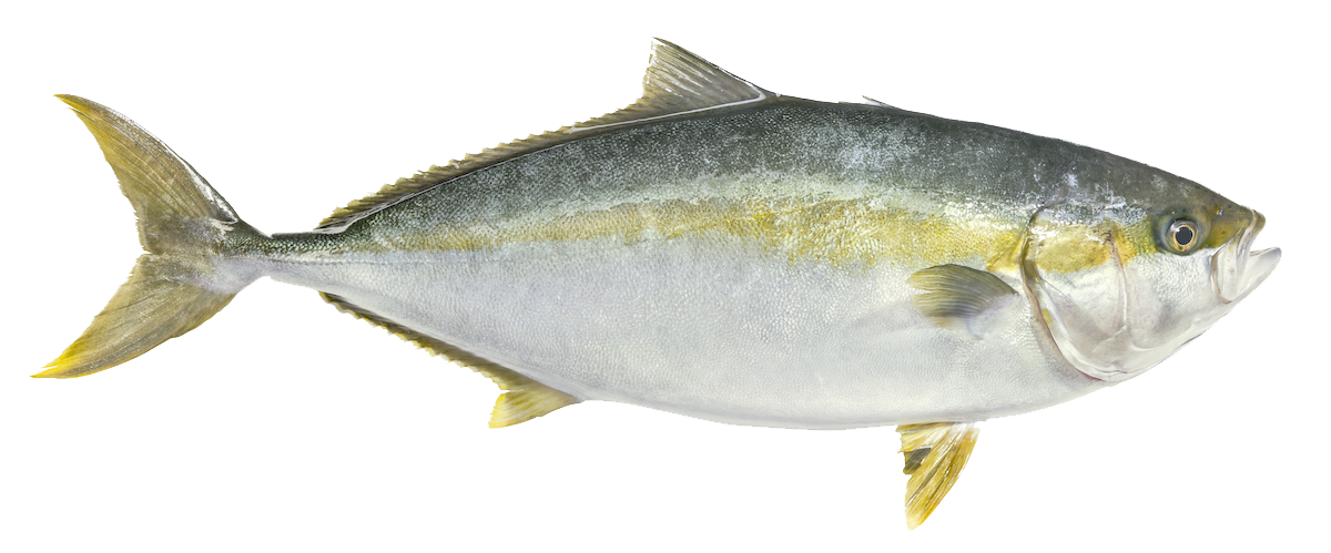 Yellowtail Kingfish